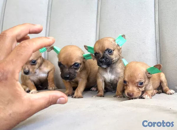 animales y mascotas - Chihuahua  5