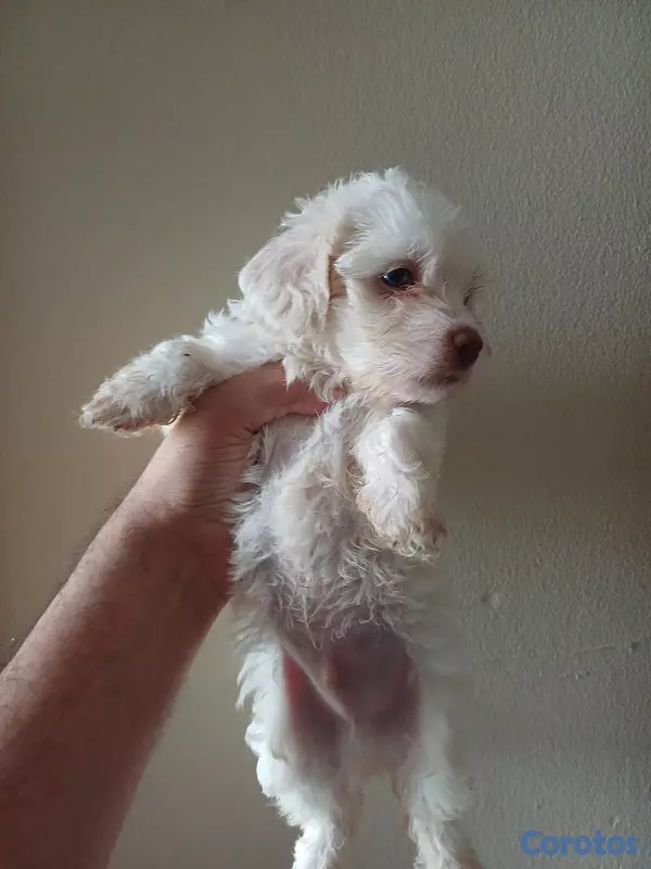 animales y mascotas - Shippo con Matilpoo RD$12,000 4