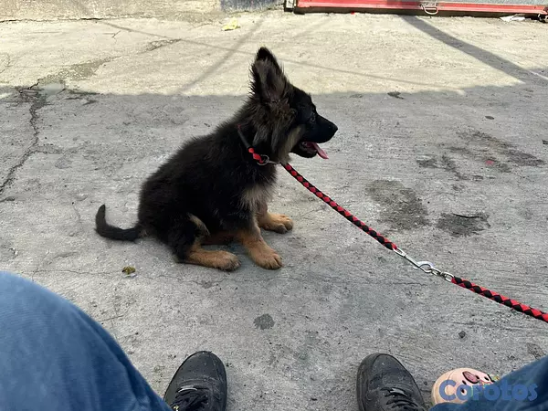 animales y mascotas - Pastor alemán  3