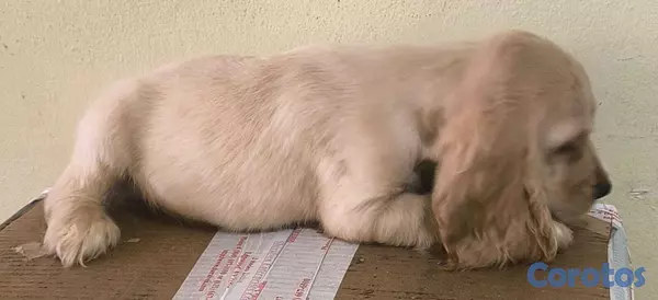 animales y mascotas - Cocker Spaniel Bien Lindos Hembras Y Machos 😍😍 7