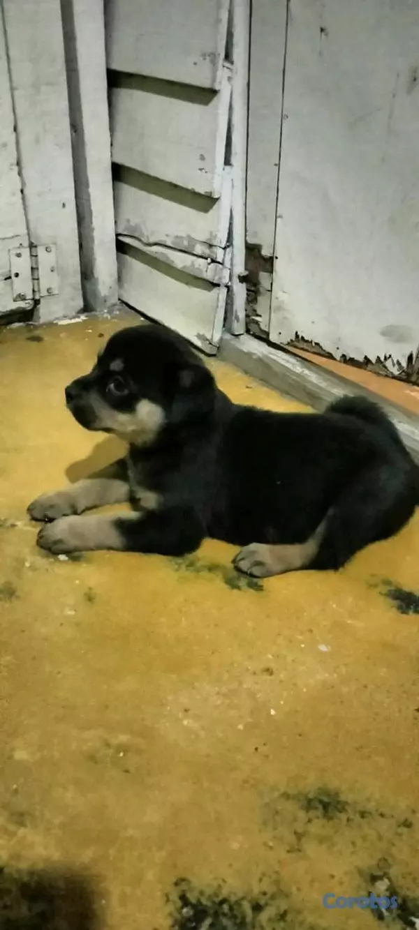 animales y mascotas - hermosos Cachorros Rottwailer ambos sexo 2