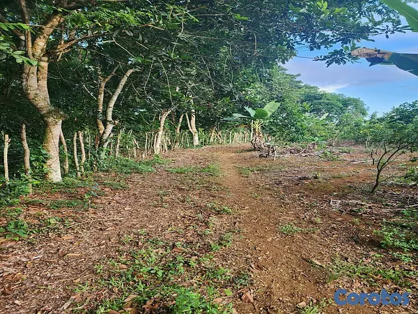 solares y terrenos - DE OPORTUNIDAD!!!
VENDO HERMOSA FINCA DE 100 TAREAS,  NARANJA AGRIA Y CACAO  9