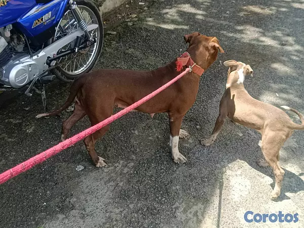 animales y mascotas - pit bul blue terriel  2