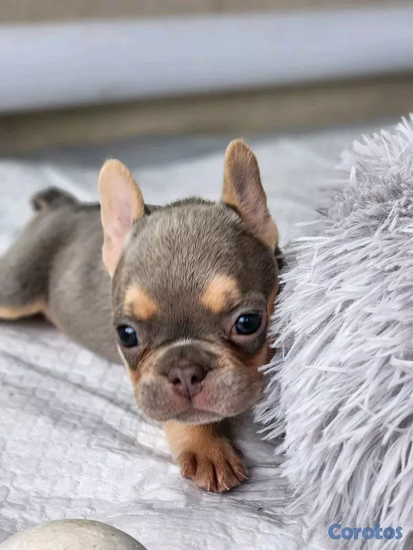 animales y mascotas - hermosos Cachorros de buldog frances  8