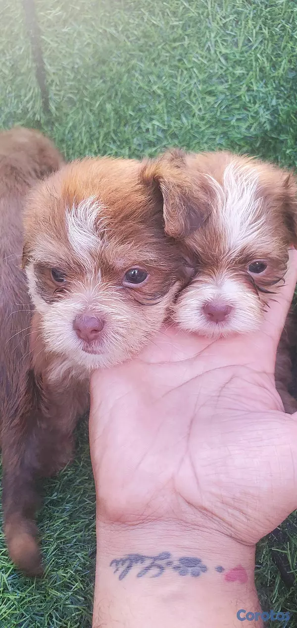 animales y mascotas - shitpoo para ti que espera  2