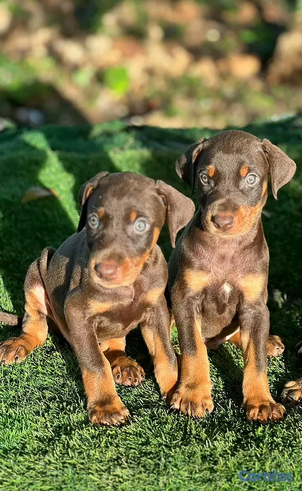 animales y mascotas - hermosos cachorritos de doberman  3