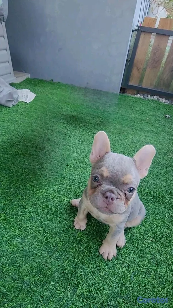 animales y mascotas - hermosa cachorrita buldog frances hembra  4