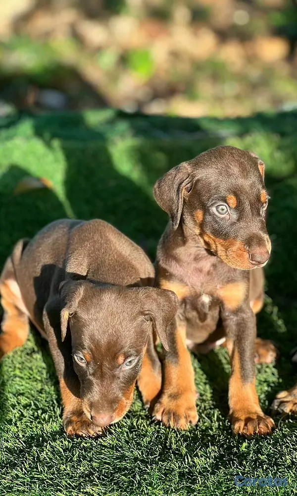 animales y mascotas - hermosos cachorritos de doberman  4