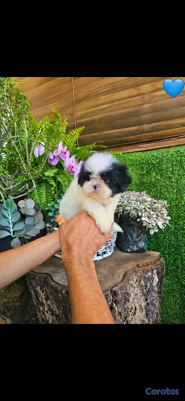 animales y mascotas - Hermosos Shitzu mini (Hembra y macho) super pequeñ 2