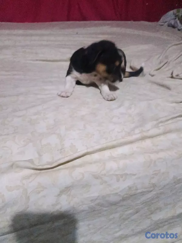 animales y mascotas - shih-chi-poo  4