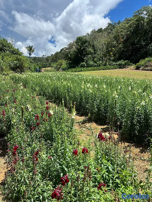 solares y terrenos - Finca en Constanza de 2795 tareas  5