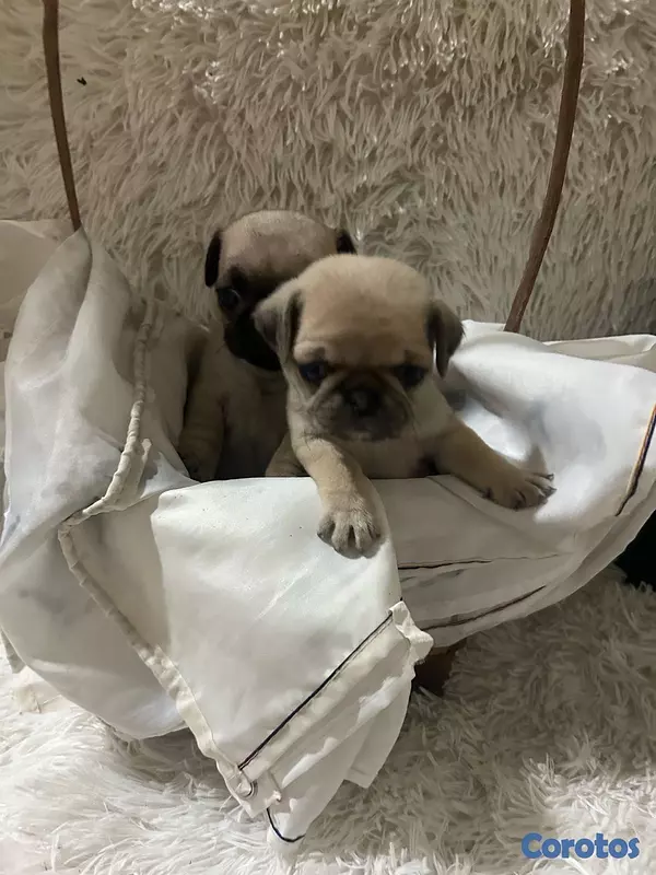 animales y mascotas - cachorros pug 2