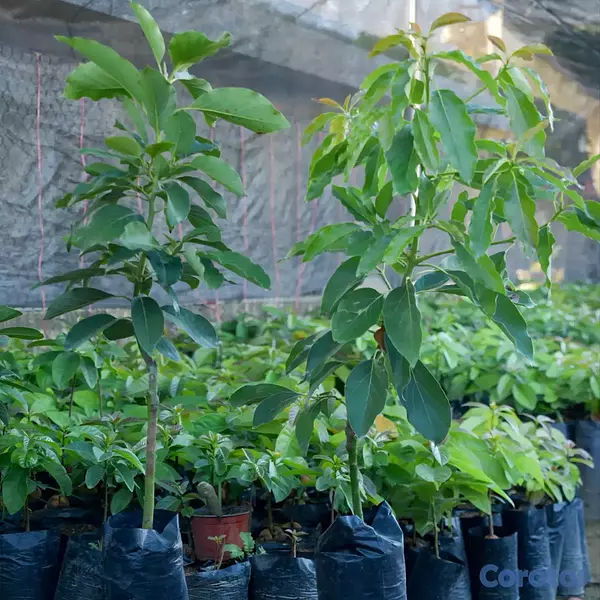 herramientas, jardines y exterior - PLANTAS DE AGUACATE, HASS, CARLA Y SEMIL A LA VENT 3