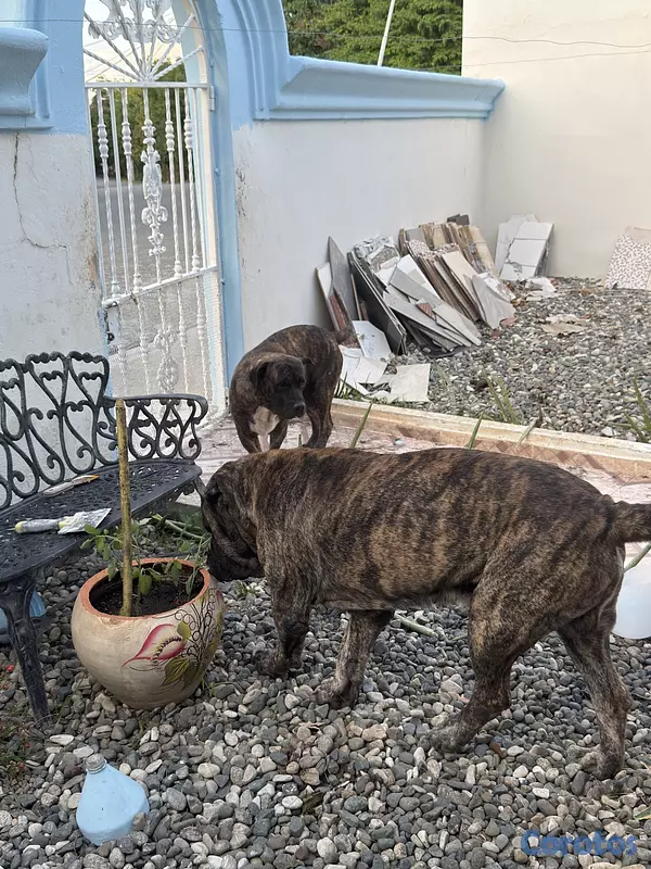 animales y mascotas - Presa canario  3