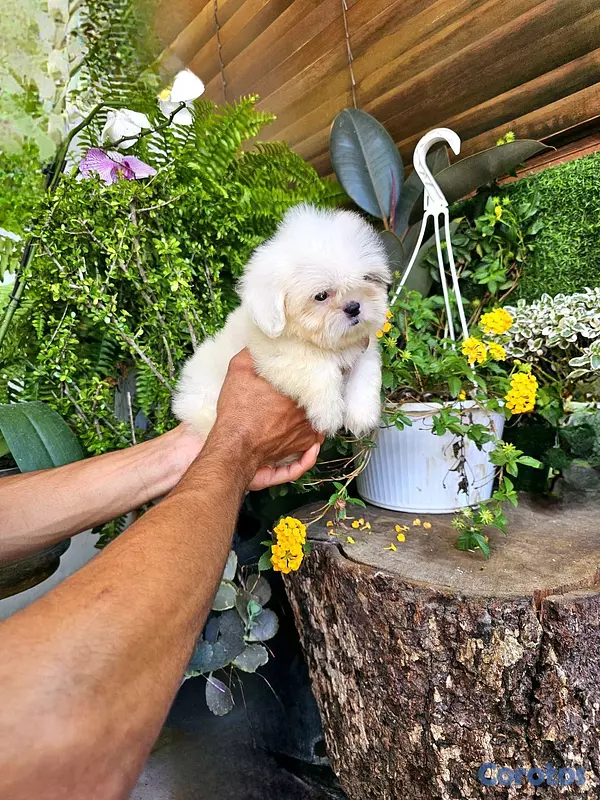animales y mascotas - Shitzu mini super pequeñito y peluditos 100% 2