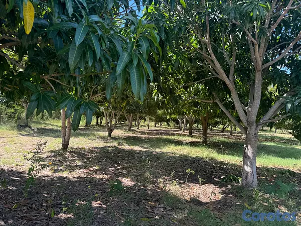 solares y terrenos - Finca en Bani 189.5 Tareas Titulo Definitivo   6