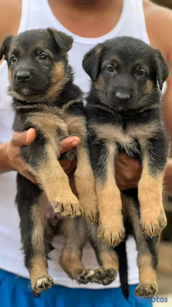 animales y mascotas - hermosos Cachorros de pastor alemán  5