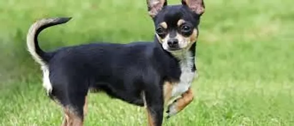 animales y mascotas - Compro o Adopto Chihuahua Adulto 2