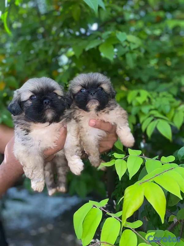 animales y mascotas - Pekinés  6