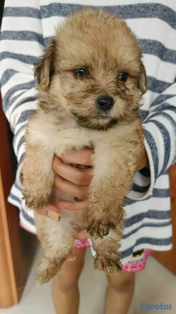 animales y mascotas - shihpoo,chipoo,shipo,poodle 5