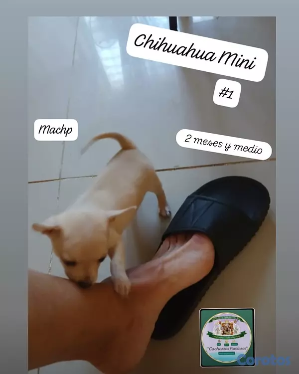 animales y mascotas - Chihuahua, Jack Russell y Pinscher  9