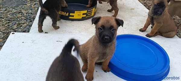 animales y mascotas - PASTOR BELGA MALINOIS  2