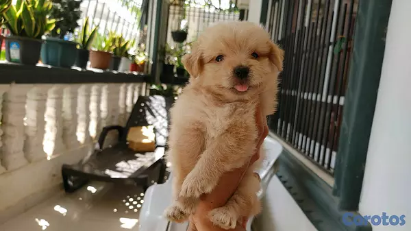 animales y mascotas - shihpoo,chipoo,shipo,poodle 3