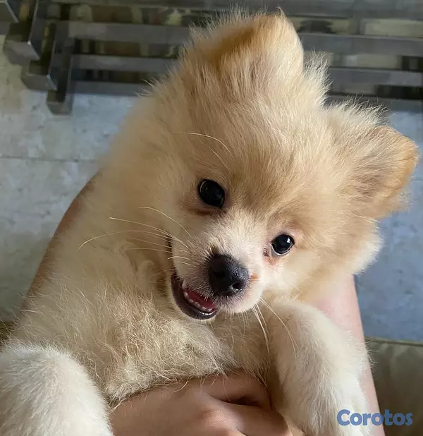 animales y mascotas - CACHORRO MACHO POMERANIA 4
