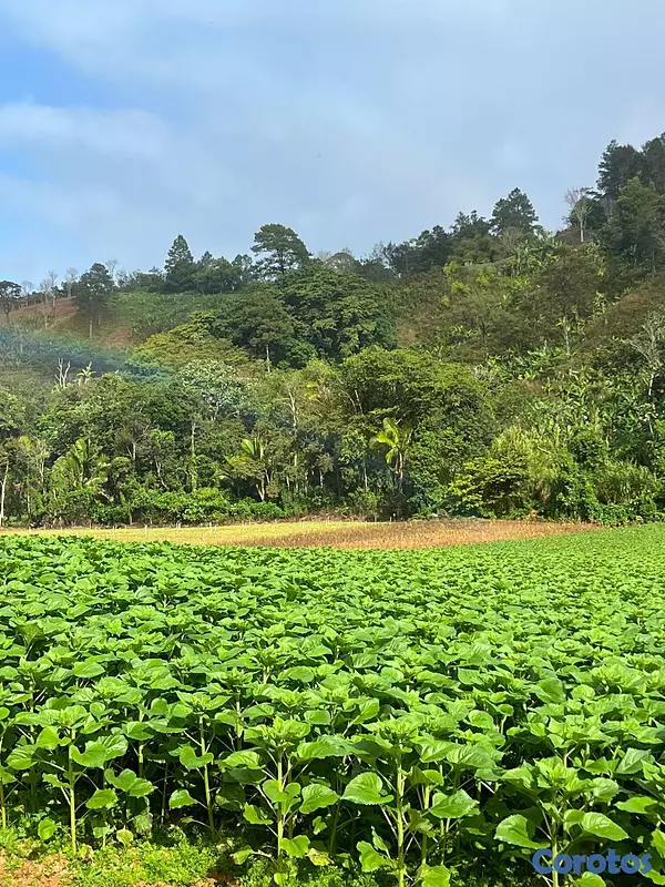 solares y terrenos - Finca en Constanza de 2795 tareas  6