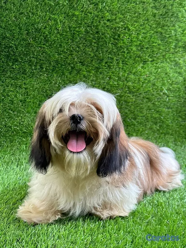 animales y mascotas - Zhisup macho  3