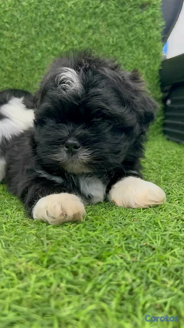 animales y mascotas - hermosos cachorritos Shitzu ambos sexo  11