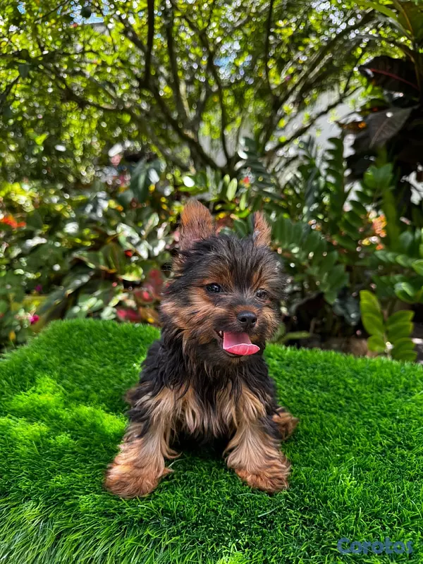 animales y mascotas - Yorkie mini 2