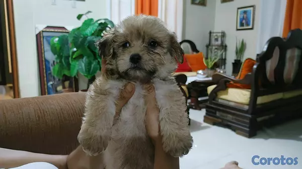 animales y mascotas - shihpoo,chipoo,shipo,poodle 4
