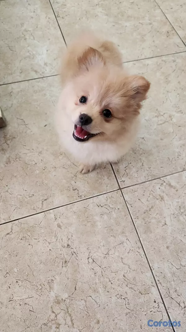 animales y mascotas - CACHORRO MACHO POMERANIA 5