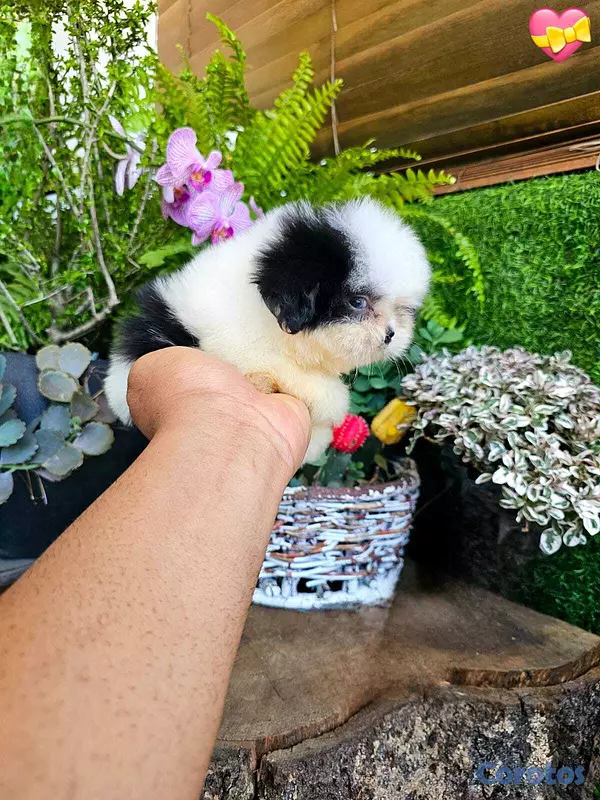 animales y mascotas - Hermosos Shitzu mini (Hembra y macho) super pequeñ 5