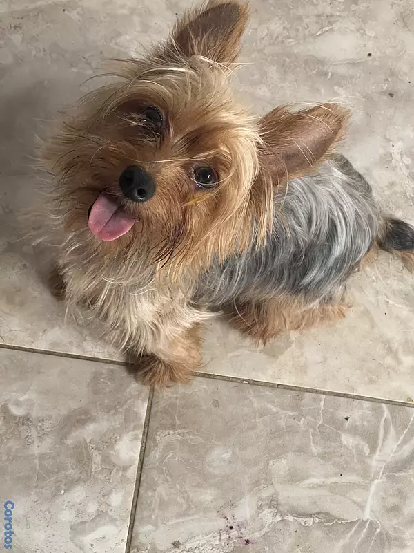 animales y mascotas - Yorkshire, terrier 4