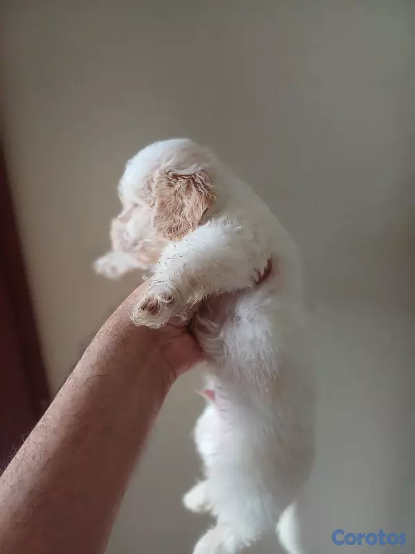animales y mascotas - Shippo con Matilpoo RD$12,000 6