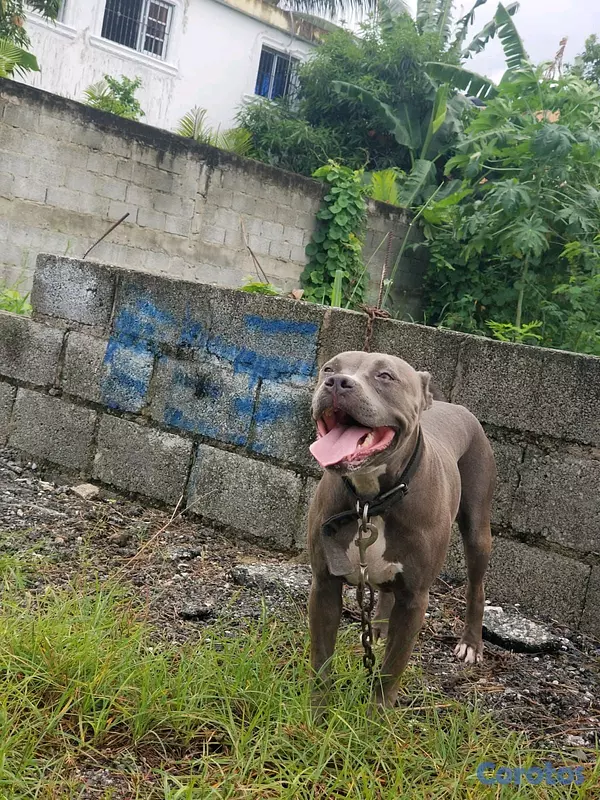 animales y mascotas - Pitbull Blue (Hembra) adulta 8