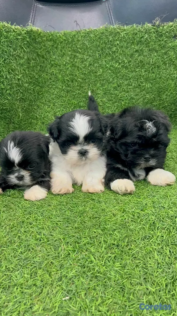 animales y mascotas - hermosos cachorritos Shitzu ambos sexo  4