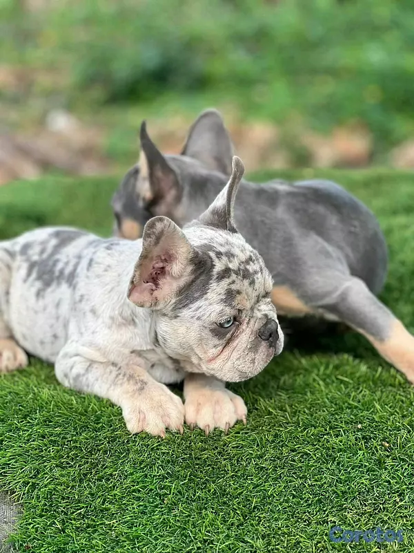 animales y mascotas - hermosos Cachorros buldog frances  3
