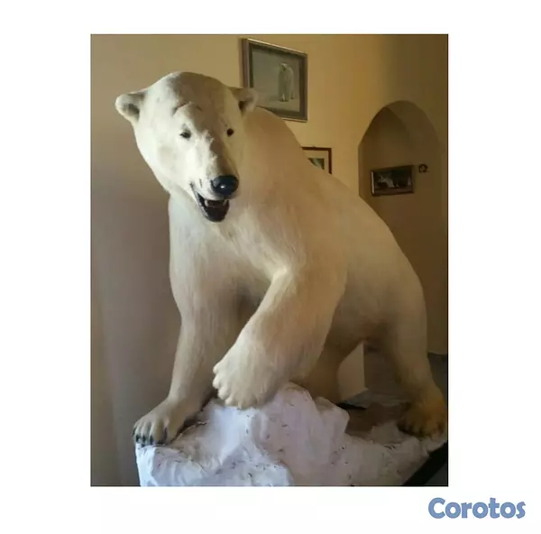 decoración y accesorios - Oso polar original de Canadá.