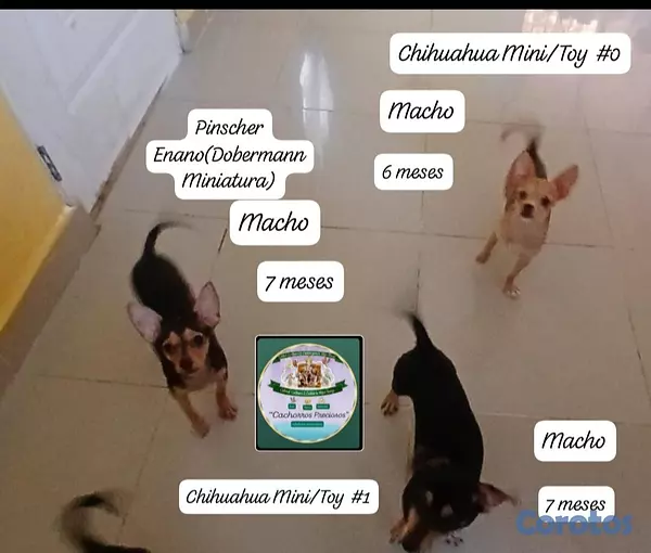 animales y mascotas - Chihuahua, Jack Russell y Pinscher  7