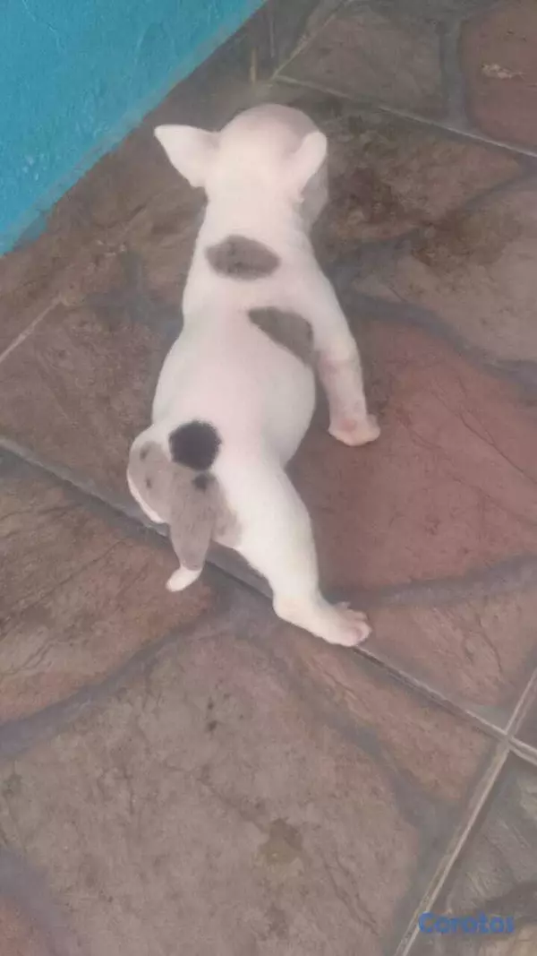 animales y mascotas - Micro american bully macho  2
