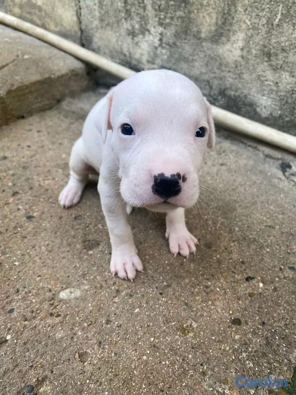 animales y mascotas - dogo argentino  2