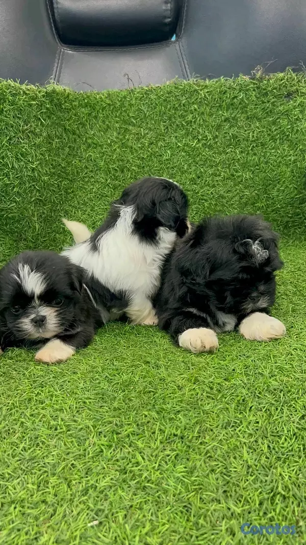 animales y mascotas - hermosos cachorritos Shitzu ambos sexo  5