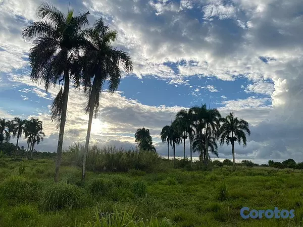 solares y terrenos - En Venta Finca Agricola y Ganadera en Carretera Bayaguana Guerra 3