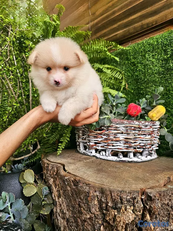 animales y mascotas - Pomerania super pequeñitos y peluditos 100% 5