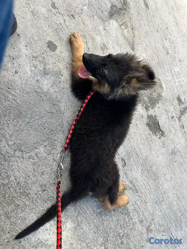 animales y mascotas - Pastor alemán  4