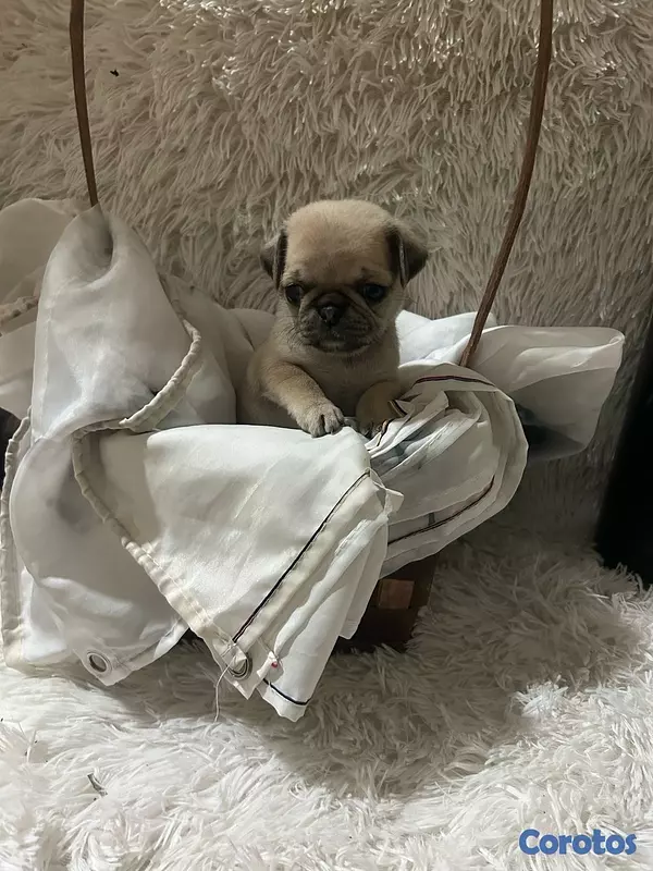 animales y mascotas - cachorros pug 3