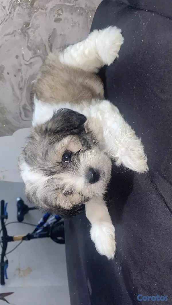 animales y mascotas - vendo cachorros Shitzu con pudulf  6